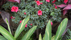 装饰植物花卉多汁植物颜色的花朵和果园色彩在加里弗罗尼亚15秒视频