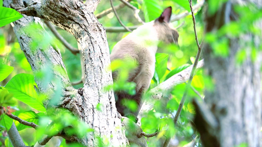 猫爬树捉松鼠却无法从树上爬下来因此独自坐着等待然后视频