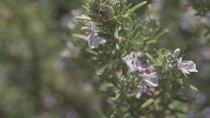 玫瑰植物细节8秒视频