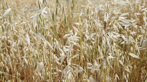 野燕麦植物8秒视频