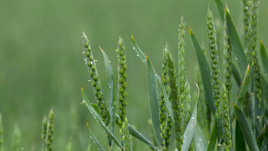 田地上大雨青小麦种的全景视频
