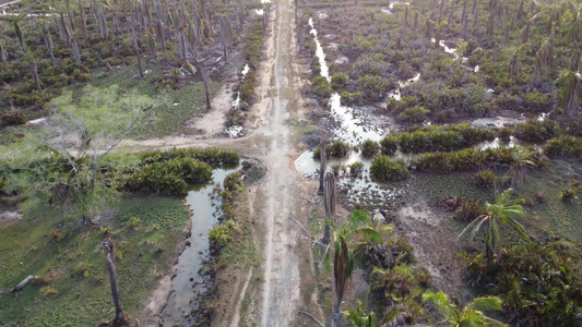 死油棕榈的农村道路视频
