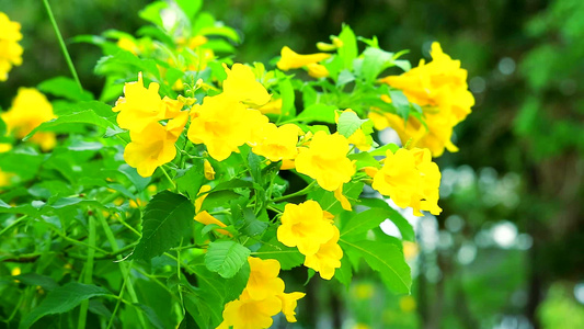 银喇叭树金树巴拉圭银喇叭树黄花盛开在公园2视频