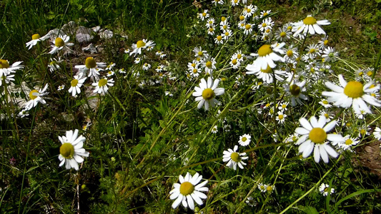 甘米药用植物草地里的花朵视频