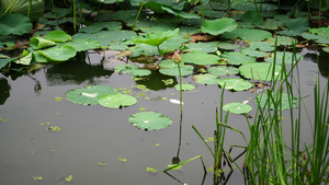 在莲花池表面有雨滴的自然背景大自然的美貌27秒视频