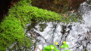 绿苔生长在潮湿的森林中靠近缓慢流水的水15秒视频
