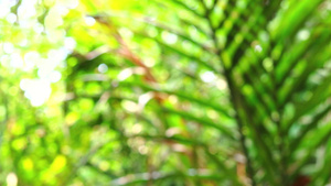 花园中模糊的绿色椰子叶风向移动13秒视频