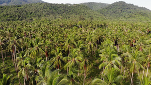 空中无人机视图岛屿景观椰子种植园泰国自然田园诗般的16秒视频