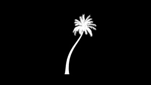 椰子椰子棕榈树时间折成种植时长背影对黑21秒视频