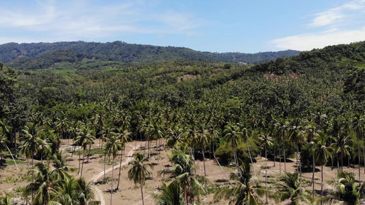 空中无人机视图岛屿景观椰子种植园泰国自然田园诗般的视频