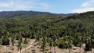 空中无人机岛屿景观椰子种植园泰国11秒视频