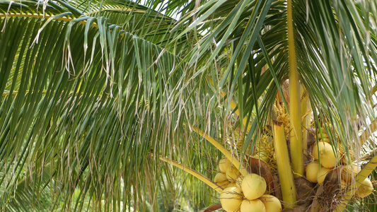 阳光明媚的日子里异国情调的黄色未成熟年轻新鲜椰子在视频