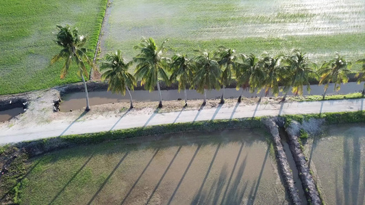 在稻田椰子树上空中滑过一排椰子树视频