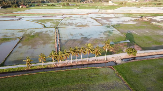 在马来西亚稻田的椰子树上空中飞行视频