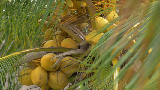 椰子棕榈树上的黄绿色椰子和大叶子一样视频