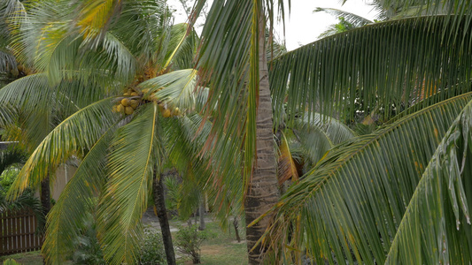 椰子棕榈树上的黄绿色椰子和大叶子一样视频