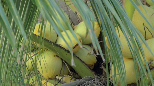 棕榈树上的椰子视频