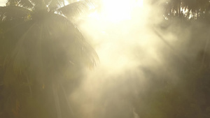 椰子树种植园的阳光10秒视频
