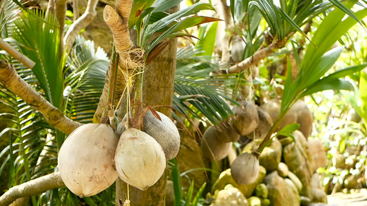 奇特的热带椰子挂在棕榈上阳光照耀着绿叶通往KohPhangan视频