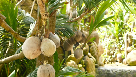 奇特的热带椰子挂在棕榈上阳光照耀着绿叶通往KohPhangan视频