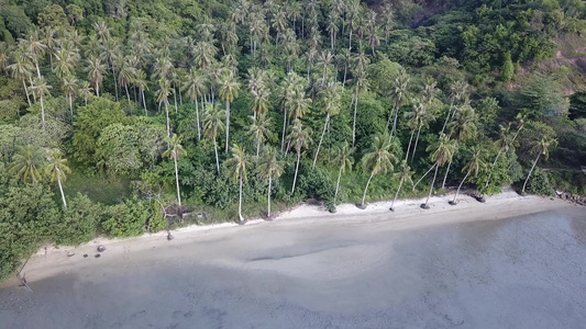 查看空中椰子树视频