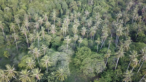 飞向巴图卡万附近的椰子树15秒视频