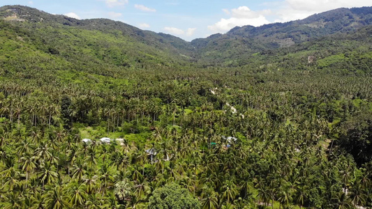 通过椰子种植园的路径在泰国苏梅岛阳光明媚的日子里穿过视频