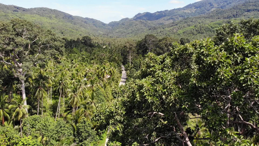 通过椰子种植园的路径在泰国苏梅岛阳光明媚的日子里穿过视频