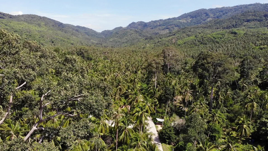 通过椰子种植园的路径在泰国苏梅岛阳光明媚的日子里穿过视频