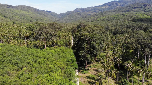 通过椰子种植园的路径在泰国苏梅岛阳光明媚的日子里穿过视频