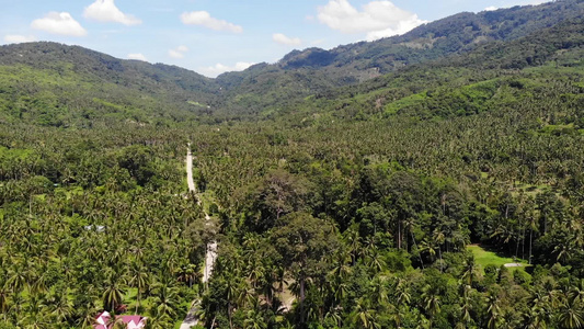 通过椰子种植园的路径在泰国苏梅岛阳光明媚的日子里穿过视频