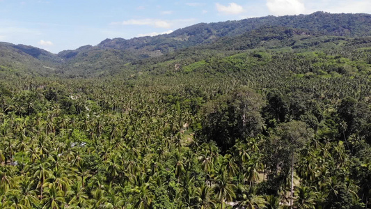 通过椰子种植园的路径在泰国苏梅岛阳光明媚的日子里穿过视频