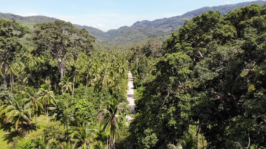 通过椰子种植园的路径在泰国苏梅岛阳光明媚的日子里穿过视频
