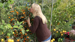 金橘树上闻水果的成熟女人11秒视频