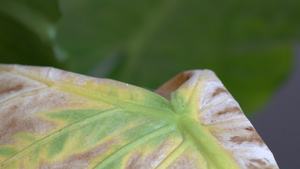 植物腐烂的叶子17秒视频