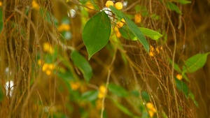 垂悬在阳光和风的大印度榕树棕色长的气生根绿叶与黄色20秒视频
