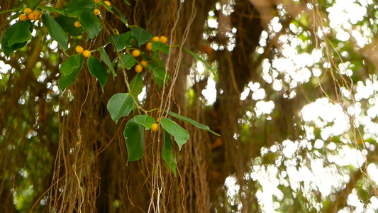 垂悬在阳光和风的大印度榕树棕色长的气生根绿叶与黄色视频
