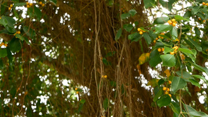 垂悬在阳光和风的大印度榕树棕色长的气生根绿叶与黄色26秒视频