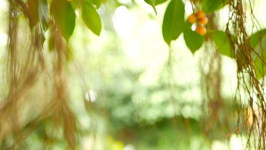 垂悬在阳光和风的大印度榕树棕色长的气生根绿叶与黄色视频