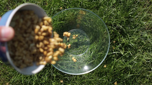 健康早餐户外野餐带有坚果麦片的麦片麦片倒入天然绿草10秒视频