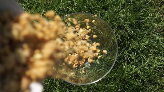 Muesli以坚果谷类谷物倒入绿草草原天然背景的玻璃碗视频