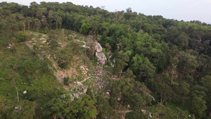 黄色树种植园空中观景13秒视频