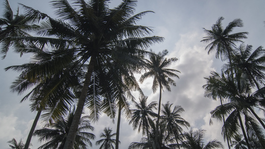 白云漂浮在椰子上视频