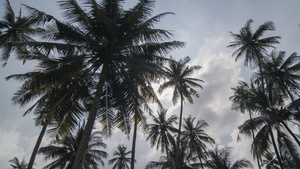 白云背景椰子树延时12秒视频