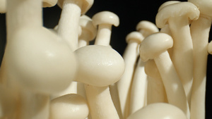 4K菌菇海鲜菇蘑菇新鲜蔬菜18秒视频