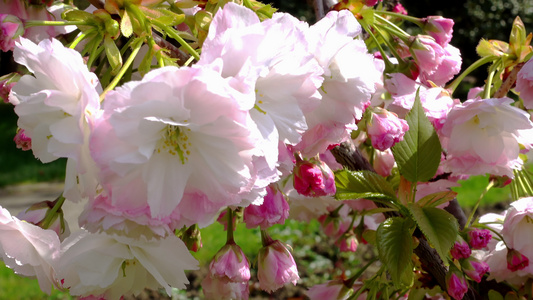 萨库拉樱花花视频