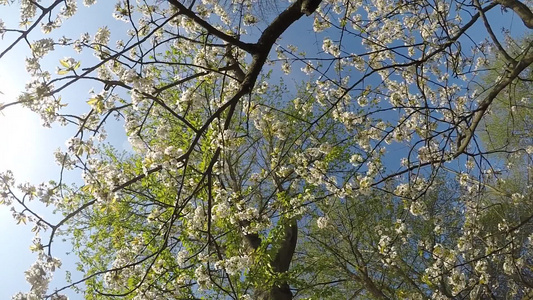 春开樱花配有照相机驱动器视频