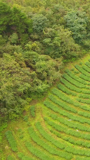 航拍生态茶园茶叶基地云雾缭绕茶文化81秒视频