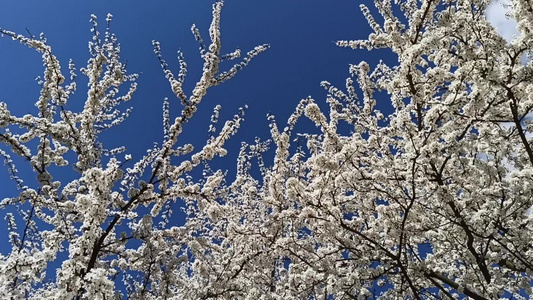 蓝天背景的樱桃花朵白色花朵春花花园视频