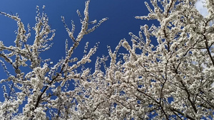 蓝天背景的樱桃花朵8秒视频